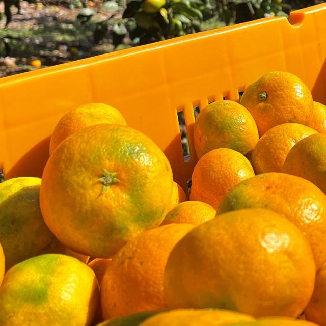 ★농민돕기★10kg!! 제주 천상 극조생귤 [1kg 990원] 전국최저가 행사