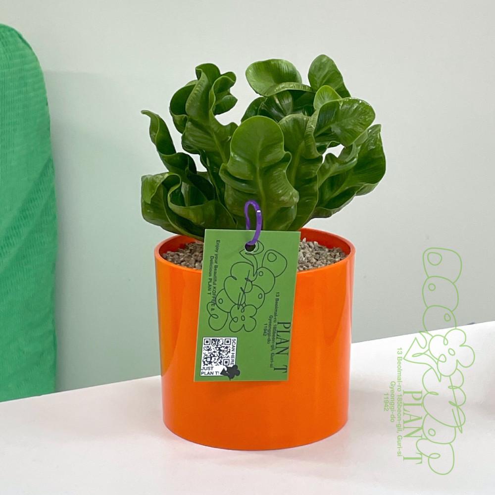 코브라아비스 고사리 키우기 쉬운 공기정화 개업화분 집들이선물 인테리어식물