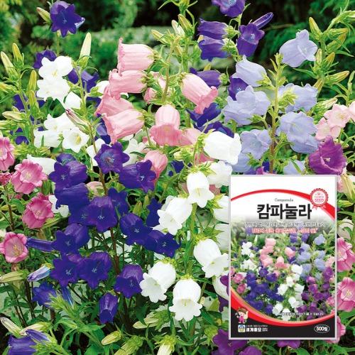 캄파눌라 500립