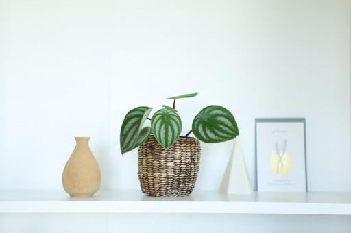 사랑스러운 페페 모음 (수박페페 이사벨라페페 아몬드페페