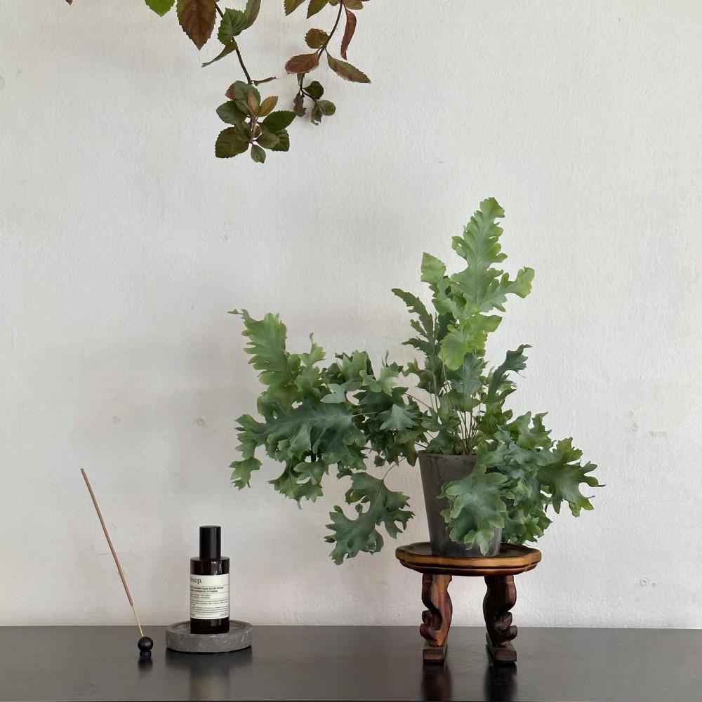 풍성한 다바나고사리 플랜테리어 인테리어식물