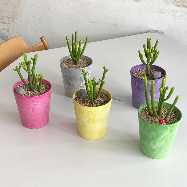 연필선인장 청기린 칼라화분 세트