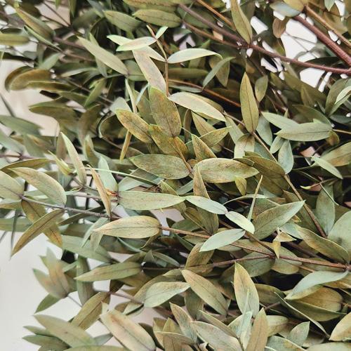 그린 유칼립투스