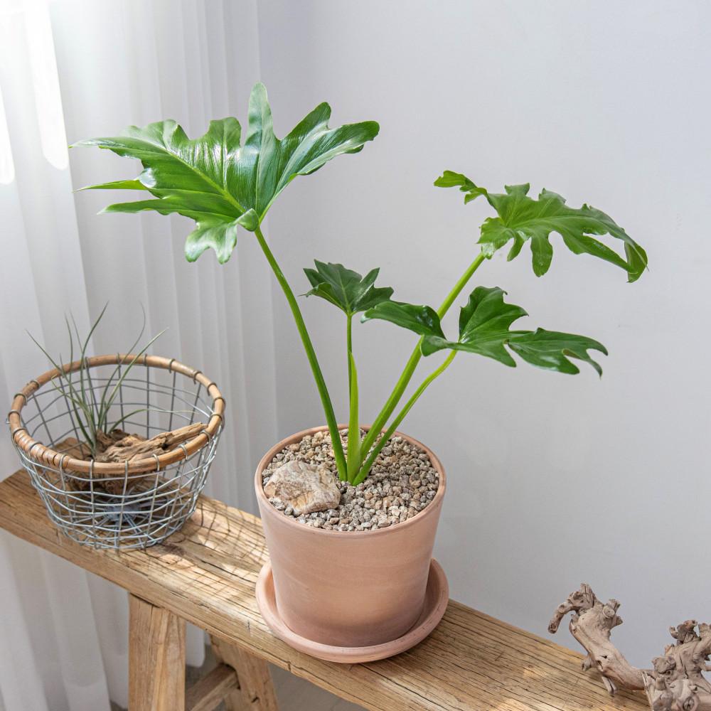 필로덴드론 호프셀렘  핑크베이지 이태리토분 셀로움 실내공기정화식물 거실화분