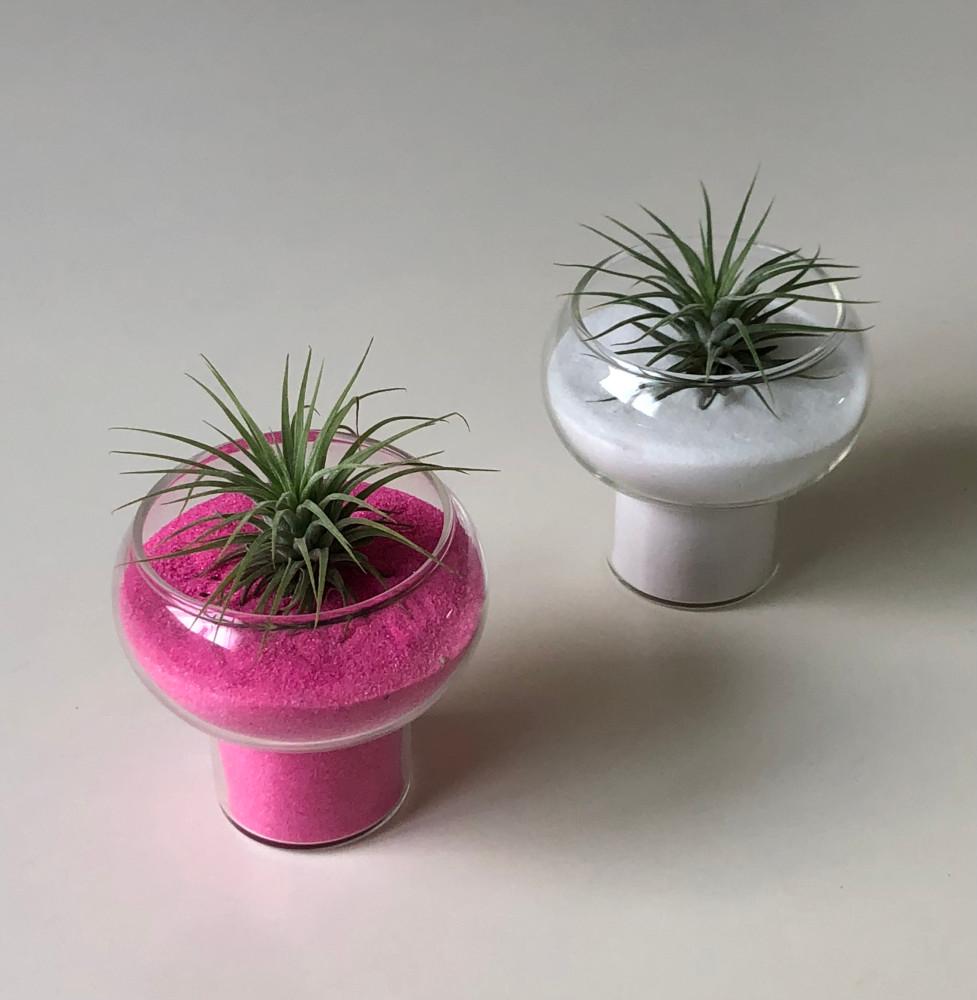 미니 볼록 이오난사 화분 [자취 개업 집들이 선물 오브제]