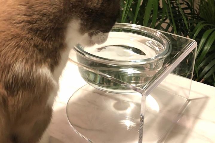 강아지 고양이 아크릴 밥그릇 1구 2구 유리식기포함