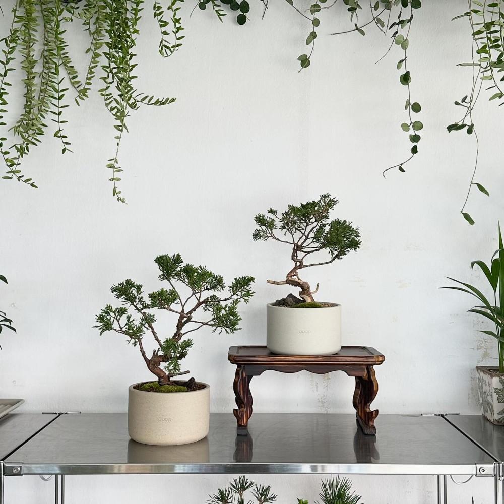 사어천 진백 나무 소품 분재 화분선물