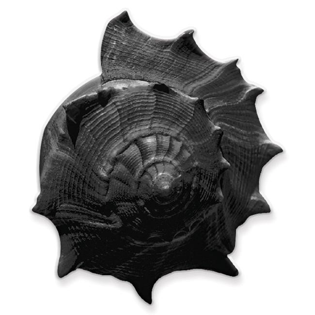 Baby Shell *black