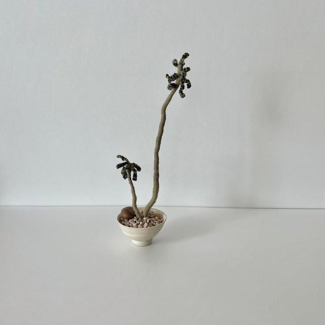 beside green _ 흑법사 다육이