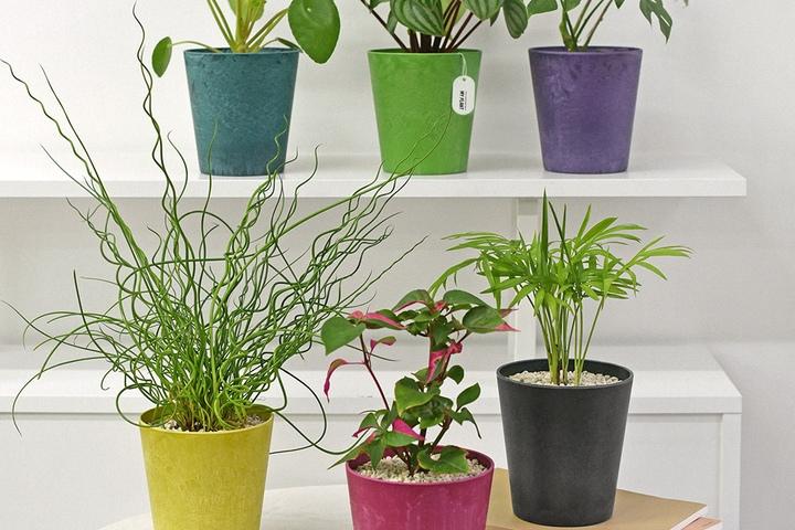 1+1 공기정화식물 그로워클레어 화분 식재 세트(식물,화분색상 선택가능)