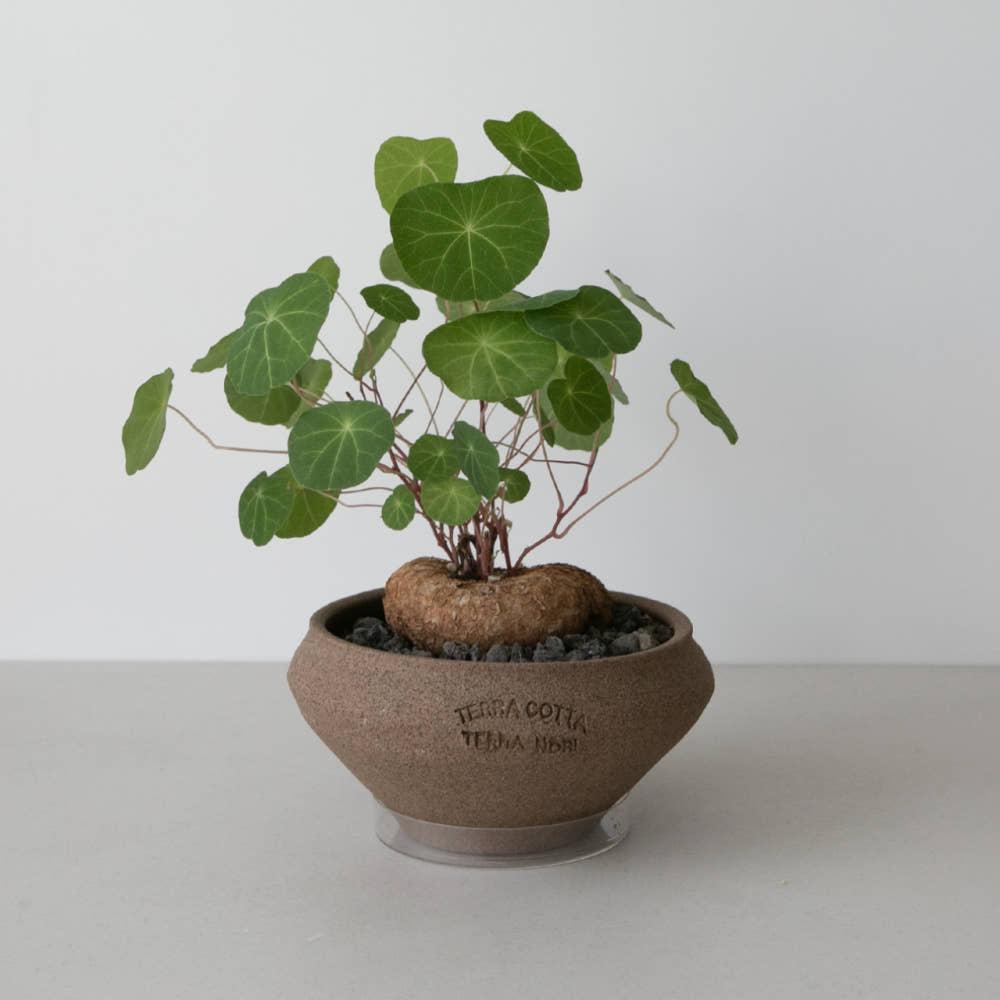 스테파니아 에렉타 아프리카 식물 희귀 구근 괴근 플랜테리어 식물