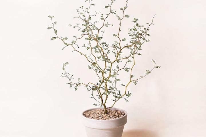 독일토분_마오리소포라 인테리어 공기정화식물