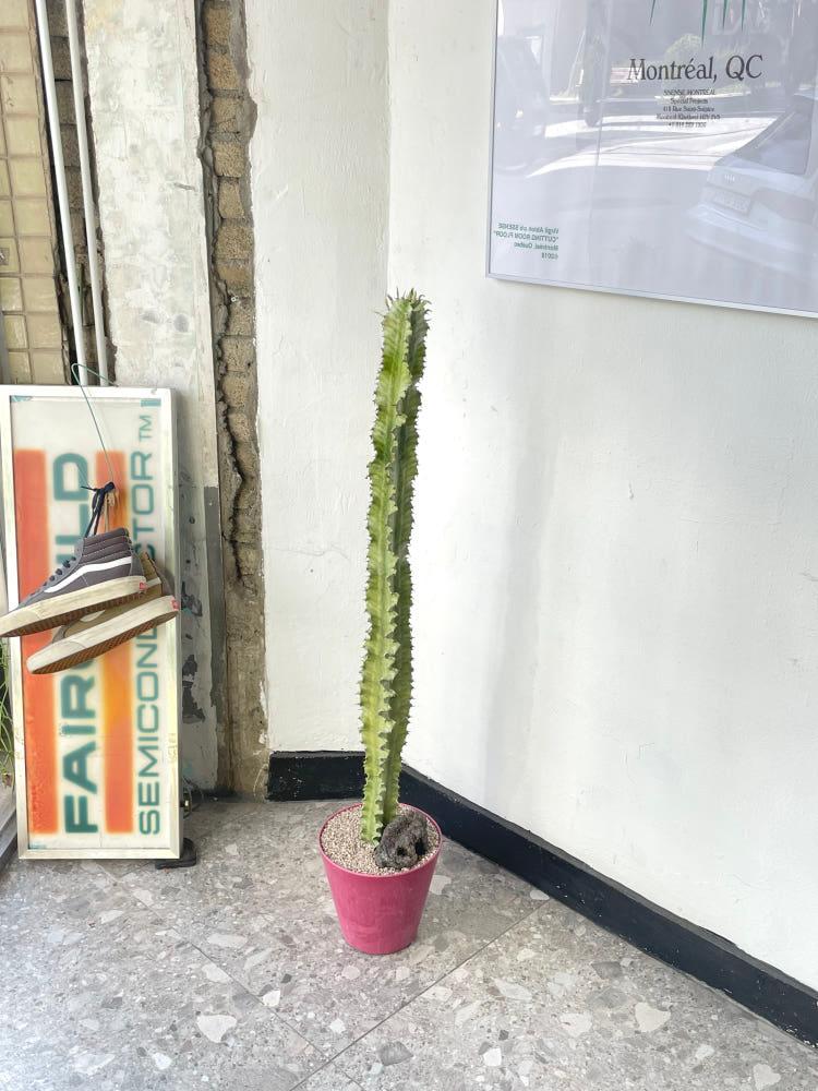 [사진속동일식물배송] Euphorbia ammak 유포르비아 암막 (오채각금) 핑크화분 세트 높이 110선