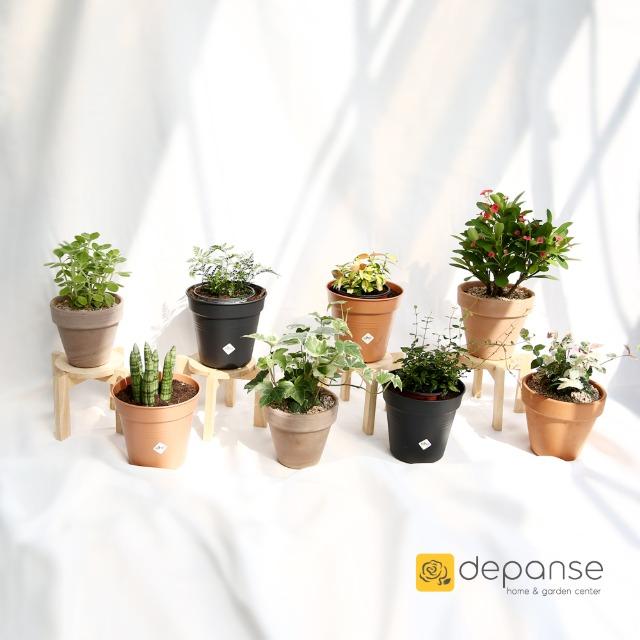 실내공기정화식물 몬스테라호야테이블아레카야자 율마스투키유칼립투스 반려 집에서키우기쉬운식물