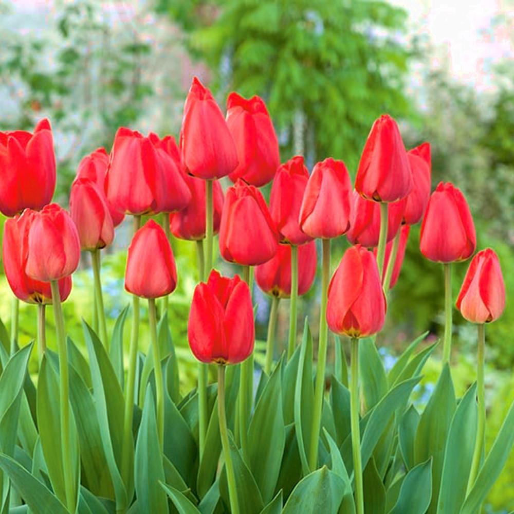 튤립 추식구근 네덜란드 구근 슬라와 키우기