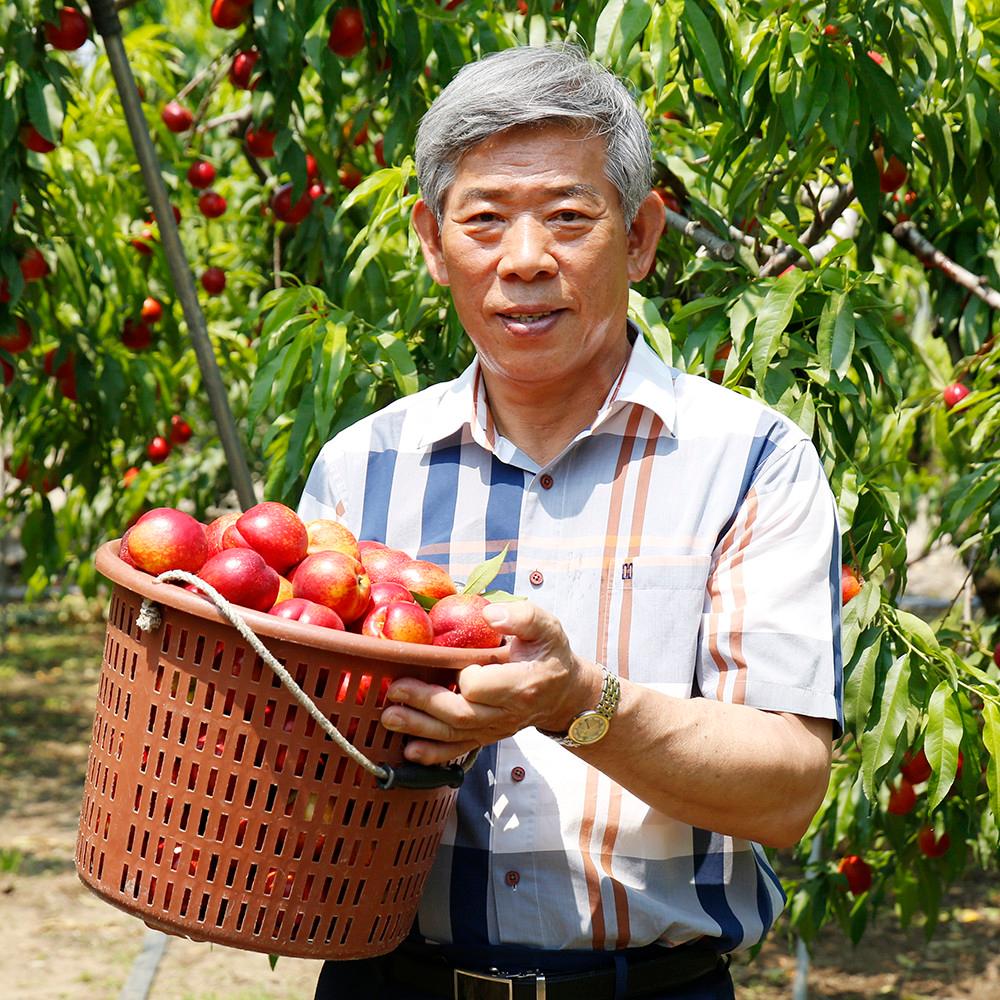 땡큐파머스 신비복숭아 천도복숭아 신선 당일수확