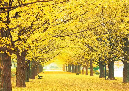 황금빛 은행나무 길