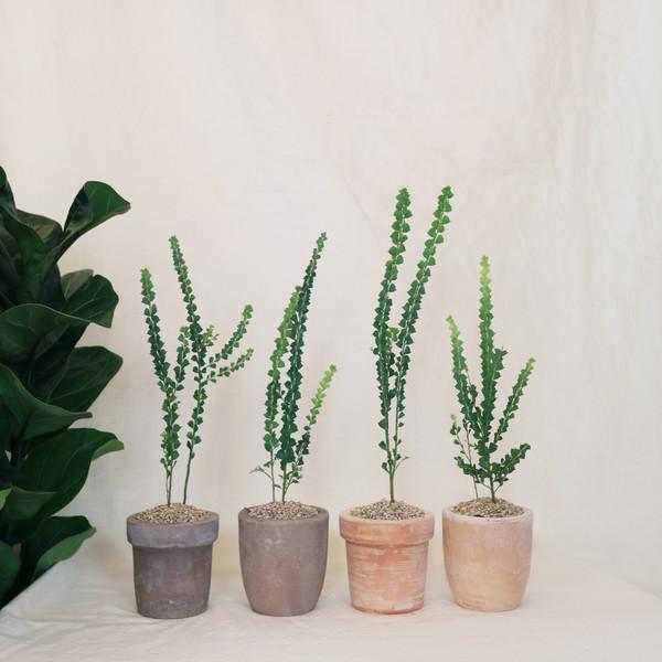 작고 소중한 귀요미 삼각잎 아카시아 - 빈티지 토분