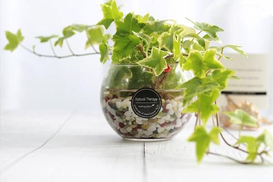 칼라아이비 유리 어항볼 수경재배식물 SET