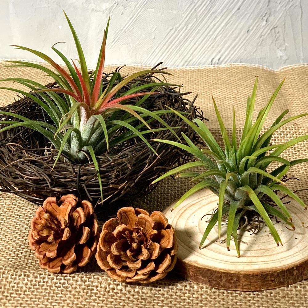 팡팡플랜트 틸란드시아 이오난사 소형