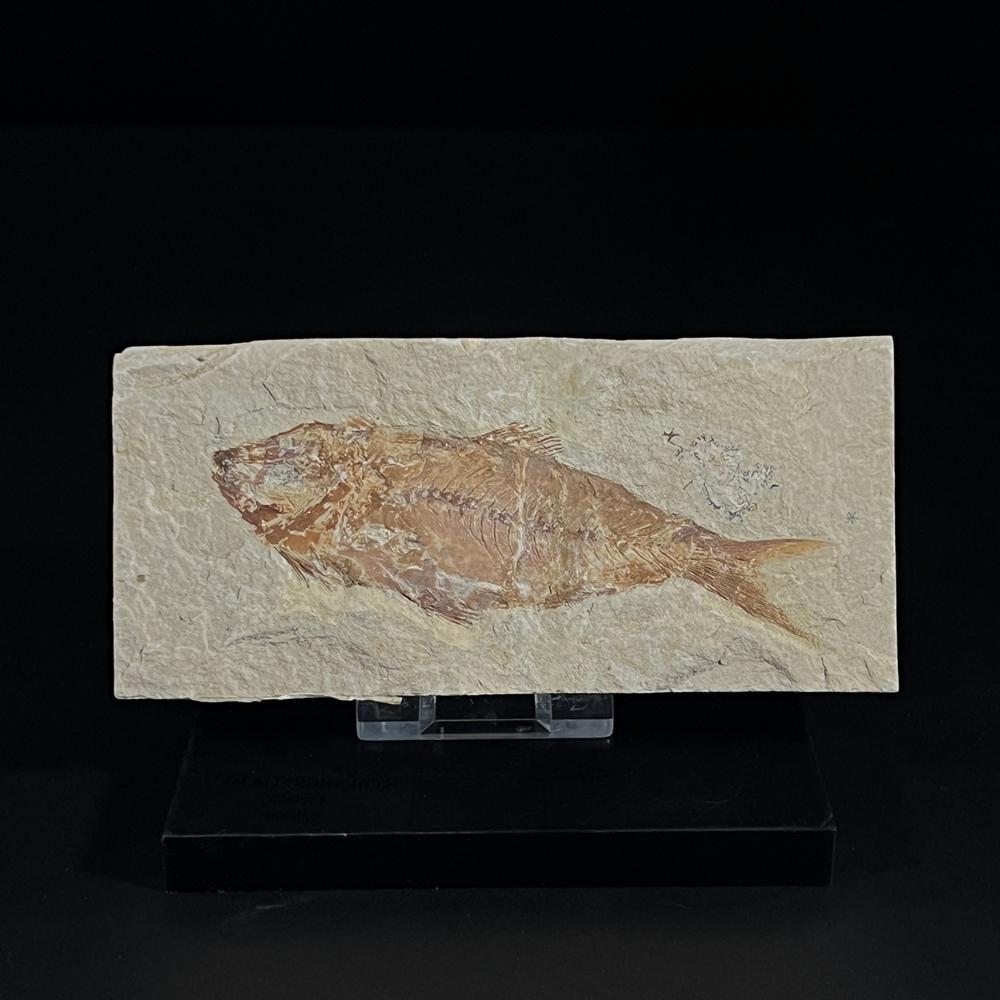 어류화석(Fish)