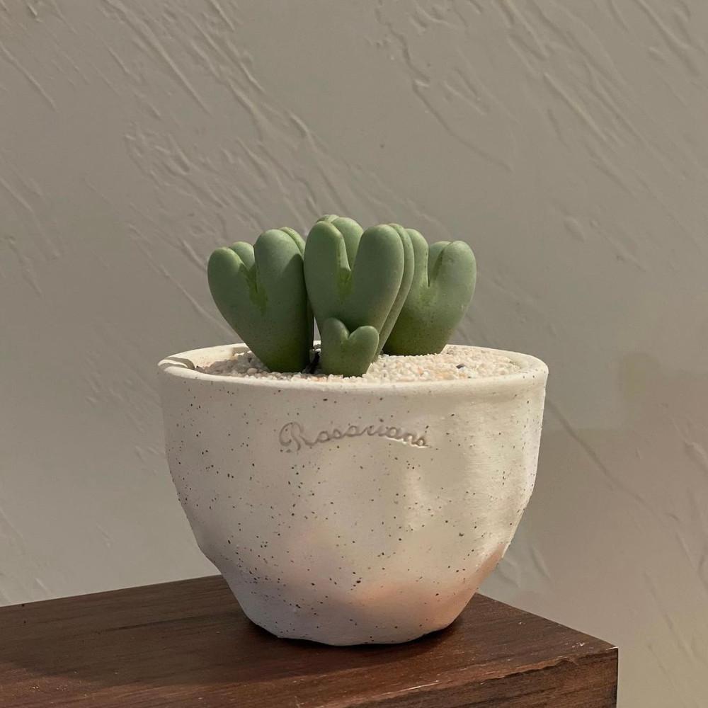 축전 하트다육이 코노피튬 미니식물 리톱스 귀여운선인장 선인장키우기 그로우리프 엠보싱팟 핑크모래 : 그로우리프