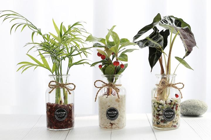 수경식물 공기정화식물 DIY세트