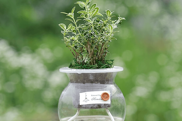 유월설_옥돌 어항글라스 수경재배식물