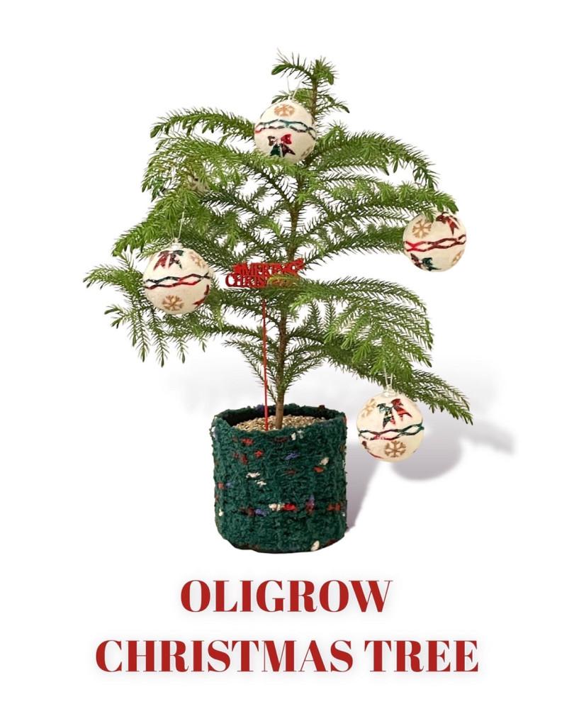 (홀리데이 시리즈) 1차 퍼피팟4 x 아라우카리아 생화 크리스마스 트리