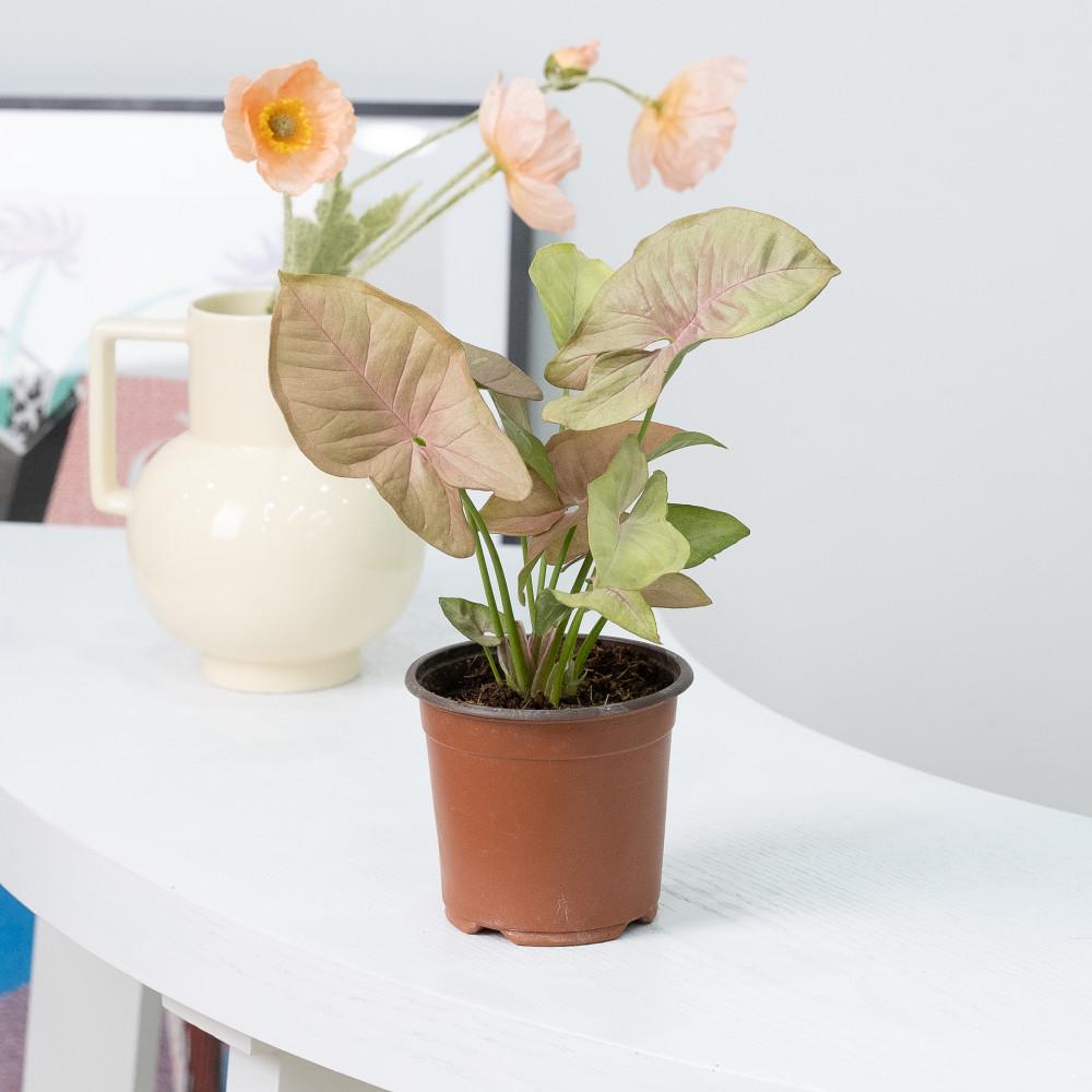 핑크싱고니움 소형 플라스틱 포트 실내공기정화식물 거실화분 플랜테리어 미세먼지화초