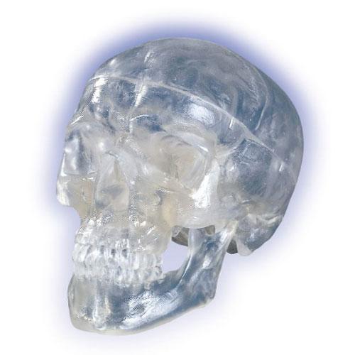 [3B] 투명두개골모형 (A20/T)