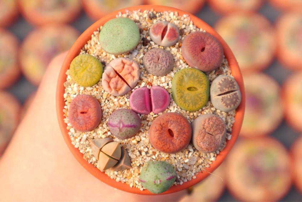 미니리톱스(군락지) 플라스틱 반려식물 희귀다육 말발굽선인장 칼큘러스 코노피튬 화분