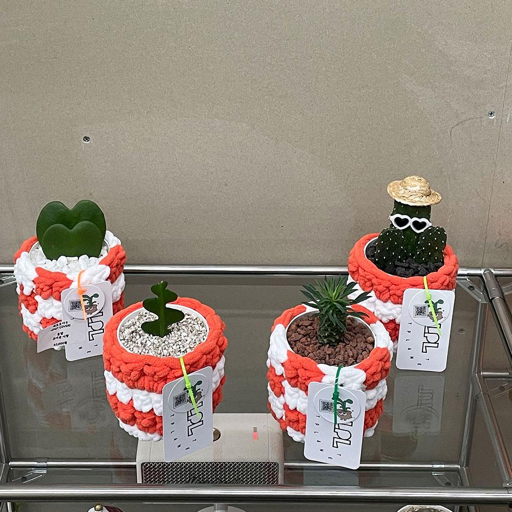 피쉬본 괴마옥 하트호야 만세선인장 X ORANGE JELLY POT / 귀여운 화분선물