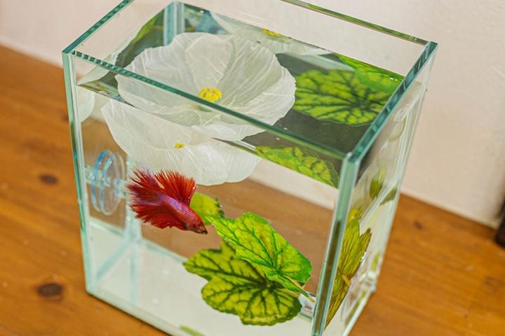 미도리 베타하우스