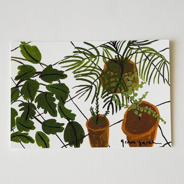 엽서-베란다 식물