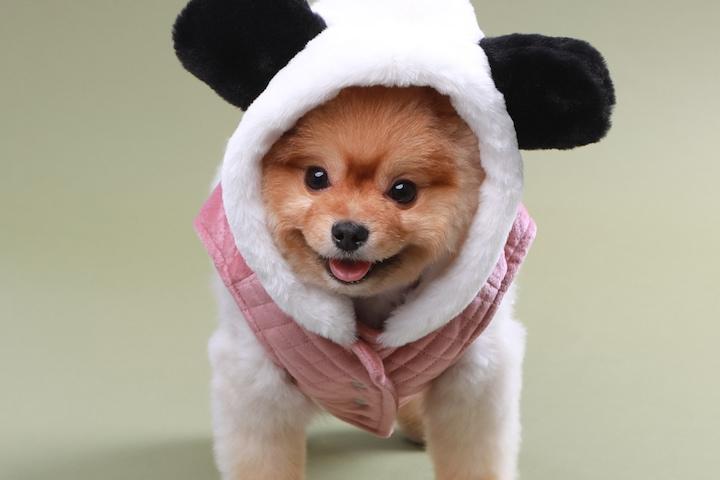 팬더후드조끼 겨울 강아지옷 2colors XS~XL