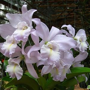 카틀레야원종.B3번.Cat.Sea Breeze(wameri+walkeriana)개화주.예쁜연보라색.꽃모양큰편..꽃모양시원시원한형.아주좋은향.고급종.인기품종.