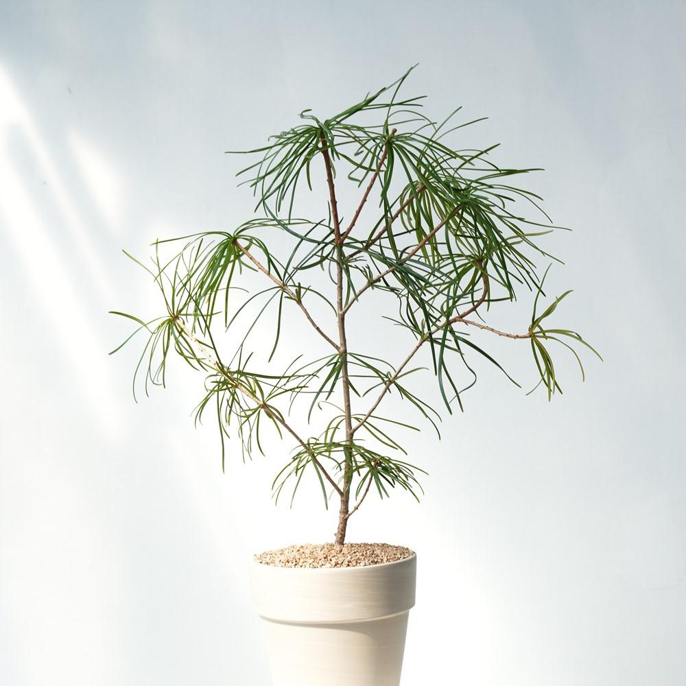 금송 소형 키우기 화분 이태리 토분