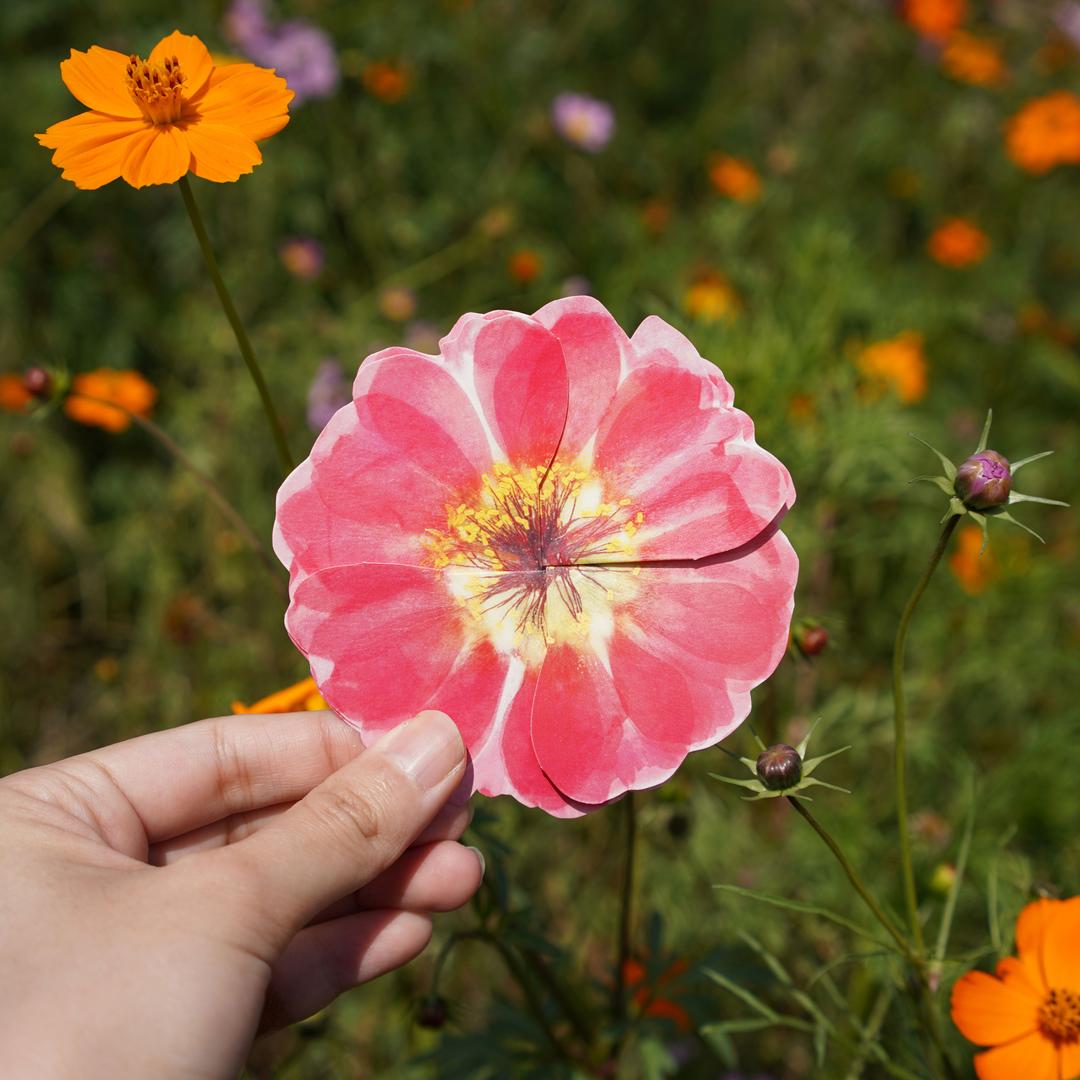프로포즈편지지 예단편지 특별한선물 감성편지지 쇠비름