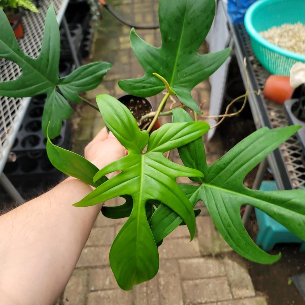 필로덴드론 플로리다뷰티 그린 10센치 포트