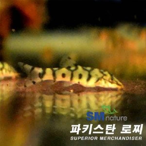 파키스탄 로찌 [2마리] - 상아쿠아