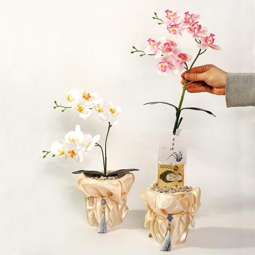 돈뽑는 호접난 난초 반전 용돈박스 부모님 생신 환갑