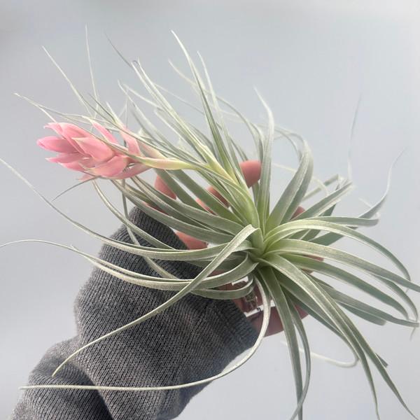 (품절) 틸란드시아 코튼캔디 20cm