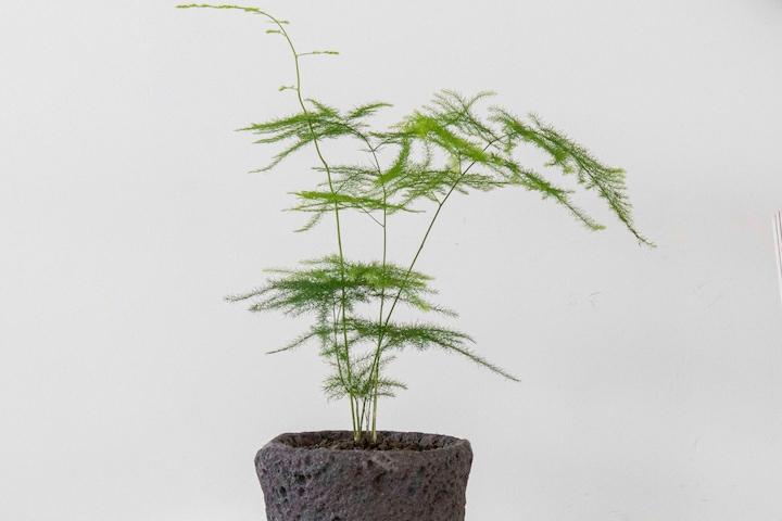 현무암 화산석 돌화분 아스파라거스