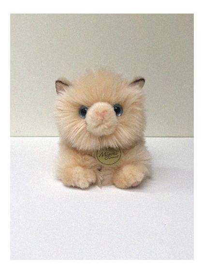 sweet kitten