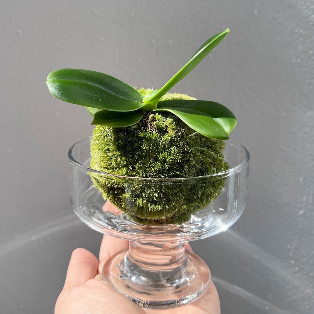 이끼볼 코케다마 대엽풍난 오브제 미니식물 풍란 식물 집들이식물