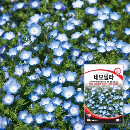 네모필라 50립