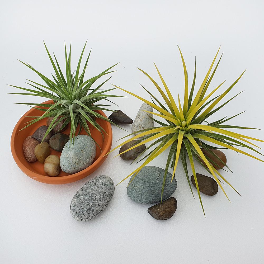 [엔조이그린] 이오난사 드루이드 틸란드시아 공기정화식물 실내인테리어