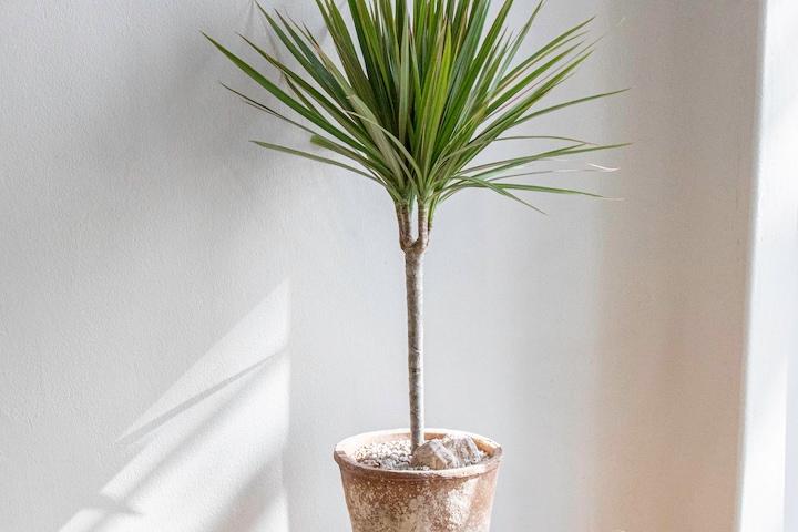 [10%쿠폰]드라세나 마지나타 바이칼라 중대품