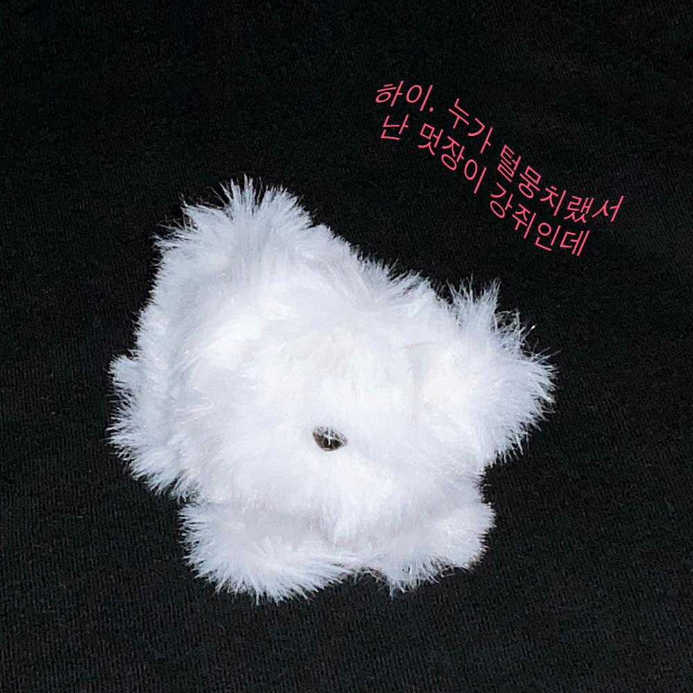 [듄 스튜디오] 멋장이강쥐